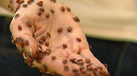 Нашествие божьих коровок