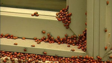 Нашествие божьих коровок