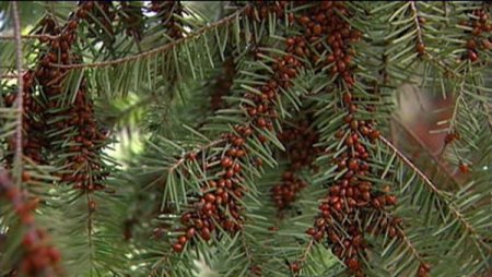 Нашествие божьих коровок