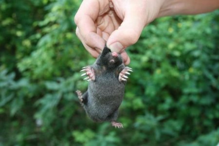 Смешные животные (21 фото)