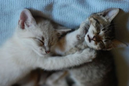 Смешные животные (21 фото)