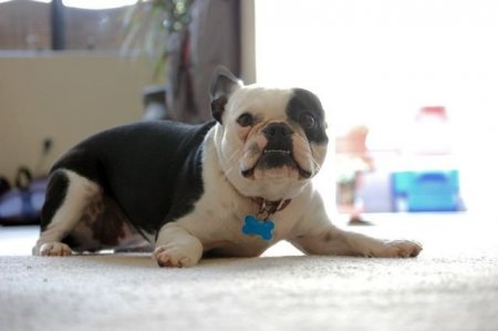 Смешные животные (21 фото)