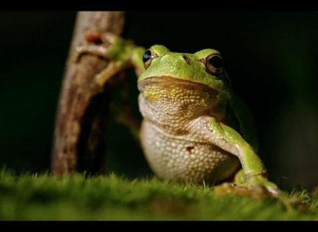 Смешные животные (21 фото)