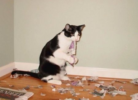 Смешные животные (21 фото)