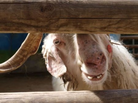 Смешные животные (21 фото)