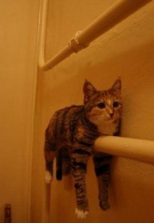 Смешные животные (21 фото)