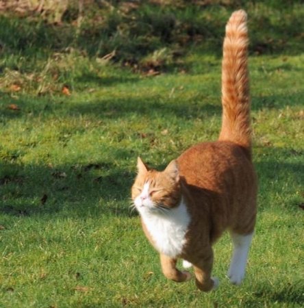 Смешные животные (21 фото)