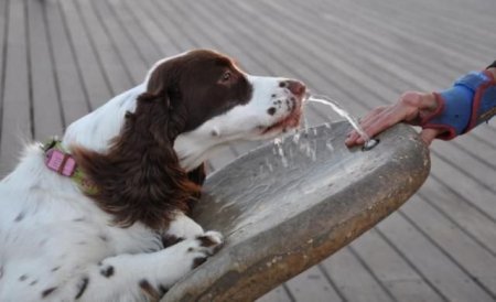 Смешные животные (21 фото)