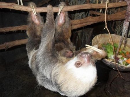 Смешные животные (21 фото)