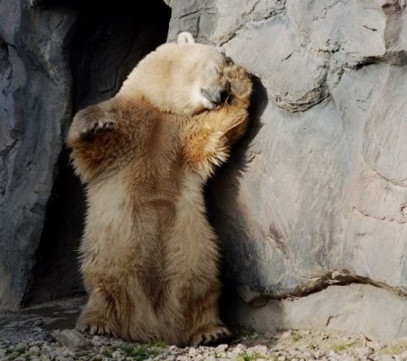 Смешные животные (21 фото)