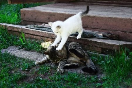 Смешные животные (21 фото)