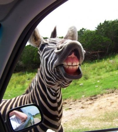 Смешные животные (21 фото)