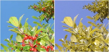 А вы случайно не дальтоник (12 фото)