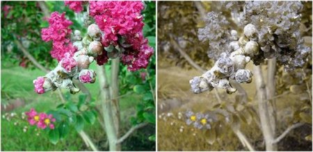 А вы случайно не дальтоник (12 фото)