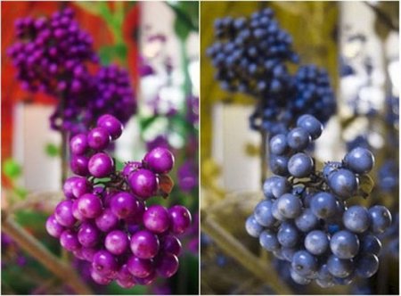 А вы случайно не дальтоник (12 фото)