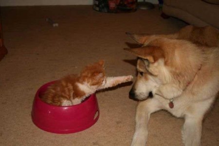 Забавные зверушки