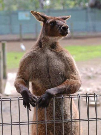 Забавные зверушки