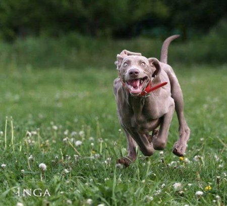 Забавные зверушки