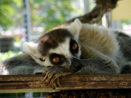 Забавные зверушки