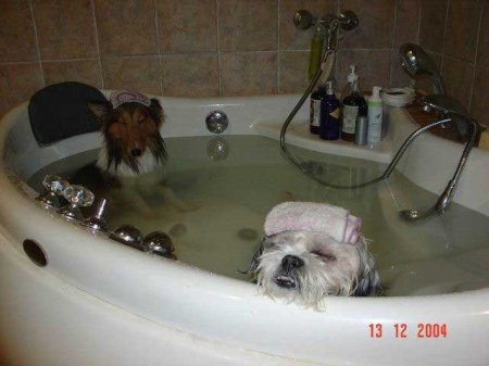 Забавные зверушки