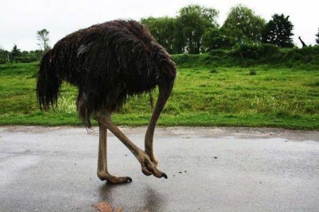 Забавные зверушки