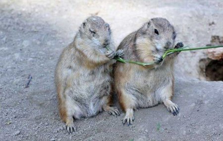 Забавные зверушки