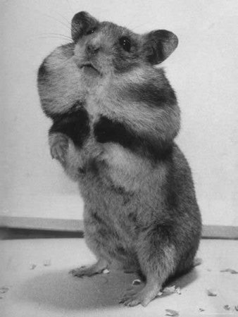 Забавные зверушки