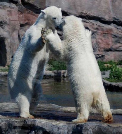 Забавные зверушки