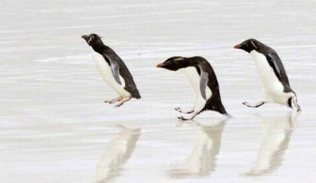 Забавные зверушки