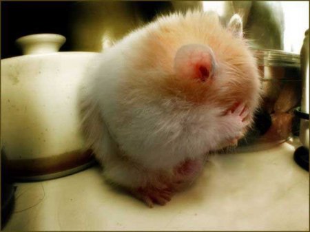 Забавные зверушки