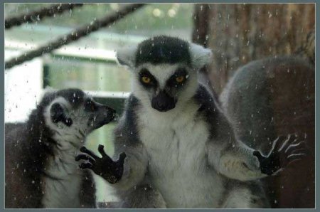 Забавные зверушки