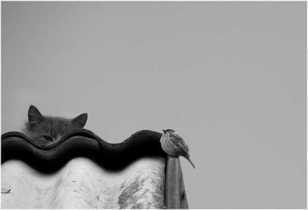 Забавные зверушки