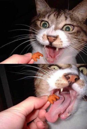 Забавные зверушки