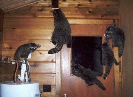 Забавные зверушки