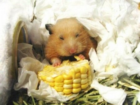 Забавные зверушки