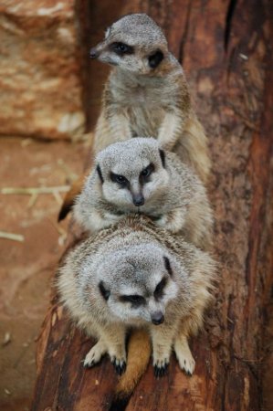 Забавные зверушки