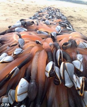 Ктулху всплыл (5 фото)