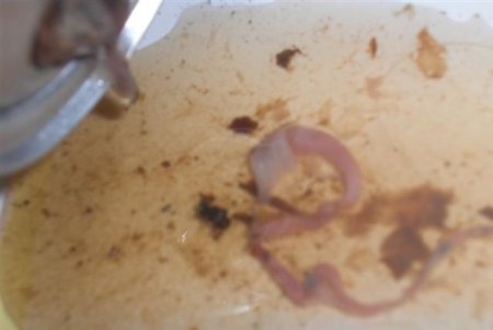 Стремное пепси (10 фото)