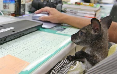 Вундеркинд (3 фото)