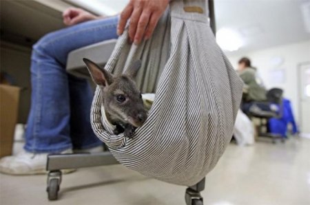 Вундеркинд (3 фото)