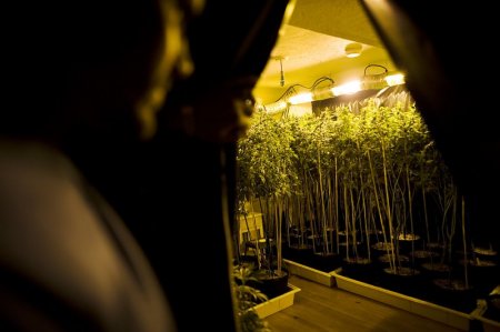 Легализация марихуаны (16 фото)