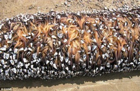 Ктулху всплыл (5 фото)