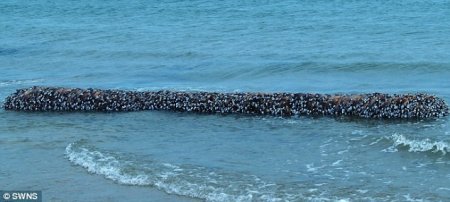 Ктулху всплыл (5 фото)