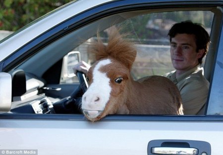 Микро коняжка (4 фото)