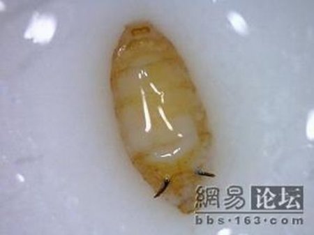 Китайское молоко не всегда полезно (9 фото)