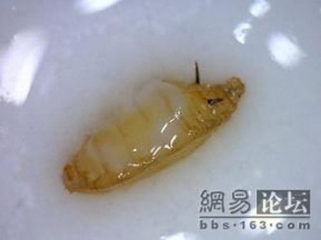 Китайское молоко не всегда полезно (9 фото)