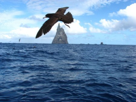 Ball's Pyramid ? необитаемый остров (8 фото)