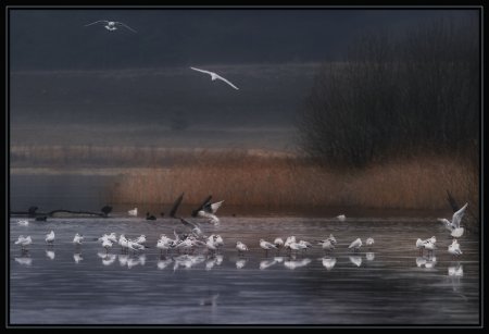 Фотограф Naturephoto Monique