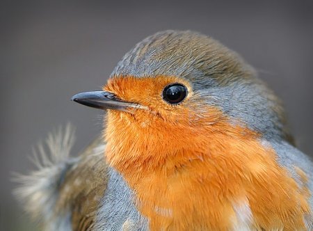 Фотограф Naturephoto Monique
