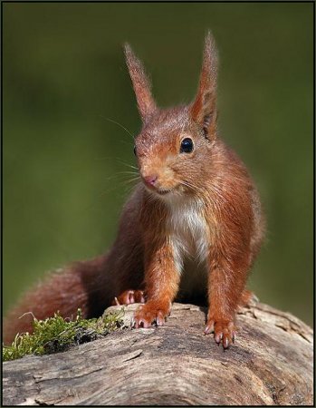 Фотограф Naturephoto Monique